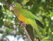 Papagaio-de-Cabeça-Amarela 3