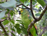 Papagaio-de-Cabeça-Amarela 4