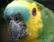 Papagaio-de-Cabeça-Amarela 6