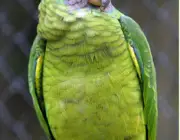 Papagaio de Cara Roxa 4