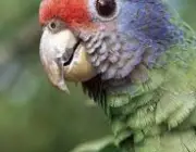 Papagaio de Cara Roxa 6