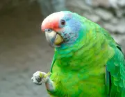 Papagaio de Cara Roxa Comendo 1