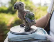 Papagaio de Cara Roxa Reprodução 3