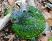 Papagaio de Cara Roxa Reprodução 4