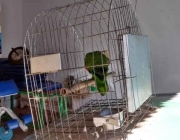 Papagaio de Finsch - Capturados 2
