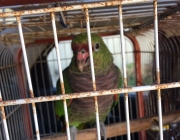 Papagaio de Finsch - Capturados 4