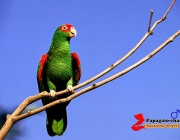 Papagaio de Finsch - Lista Vermelha 2