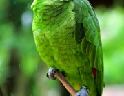 Papagaio de Finsch - Lista Vermelha 6