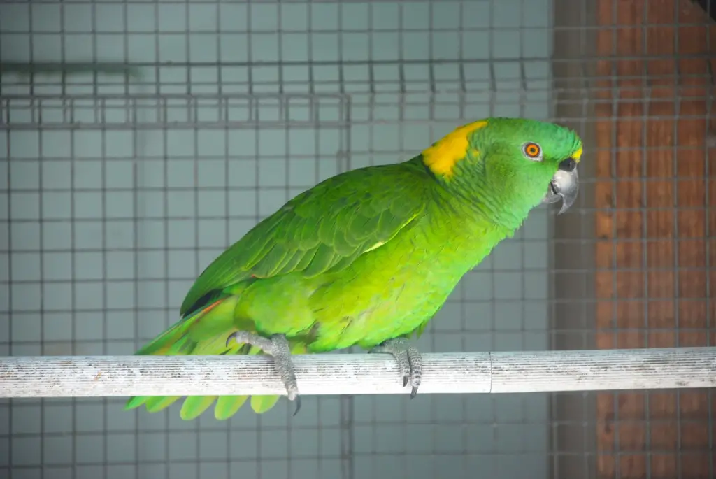 Papagaio de Nuca Amarela 5