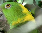 Papagaio de Nuca Amarela 1