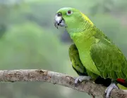 Papagaio de Nuca Amarela 2