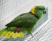 Papagaio de Nuca Amarela 3
