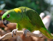 Papagaio de Nuca Amarela 4