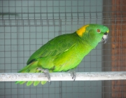Papagaio de Nuca Amarela 5