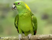 Papagaio de Nuca Amarela 6