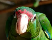 Papagaio de Porto Rico 2