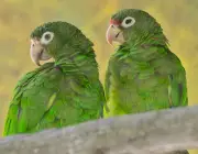 Papagaio de Porto Rico 3