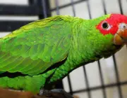 Papagaio de Porto Rico 5