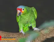 Papagaio Diadema 1