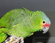 Papagaio Diadema 4