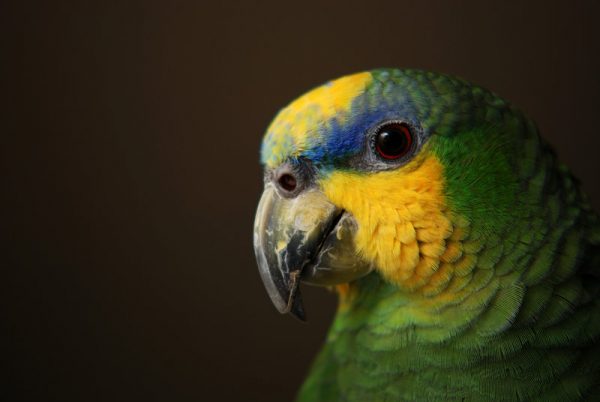 Papagaio-do-Mangue 3