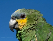 Papagaio-do-Mangue 2