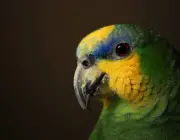 Papagaio-do-Mangue 3