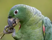 Papagaio do Mangue Comendo 1