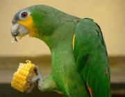 Papagaio do Mangue Comendo 2