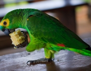 Papagaio do Mangue Comendo 3