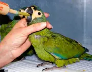 Papagaio do Mangue Comendo 5