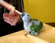 Papagaio do Mangue Comendo 6