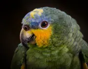 Papagaio do Mangue 4