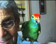 Papagaio Doméstico 2
