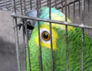Papagaio Doméstico 3