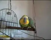 Papagaio Doméstico 5