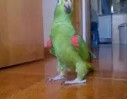 Papagaio Doméstico 6