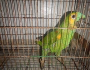 Papagaio em Cativeiro 1