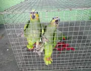 Papagaio em Cativeiro 3