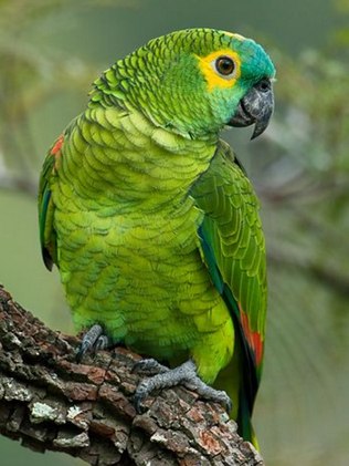 Papagaio 1