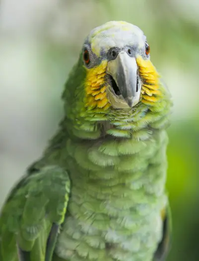 Papagaio 2