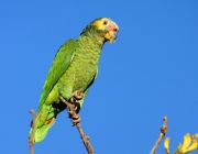 Papagaio Galego 3