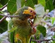 Papagaio Galego Comendo 2