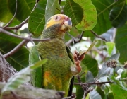 Papagaio Galego Comendo 3