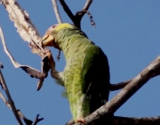 Papagaio Galego Comendo 4