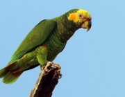 Papagaio Galego Amazona Xanthops 1