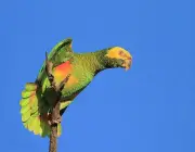 Papagaio Galego Amazona Xanthops 3