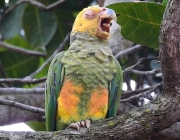 Papagaio Galego Amazona Xanthops 4