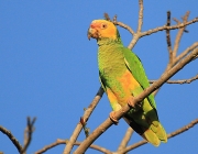Papagaio Galego Amazona Xanthops 5