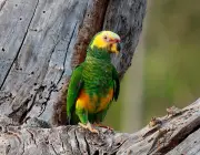 Papagaio Galego Amazona Xanthops 6